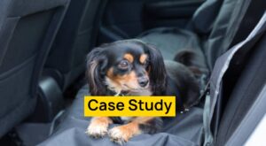 Dog Car Seat Cover Brand MAG Case Study